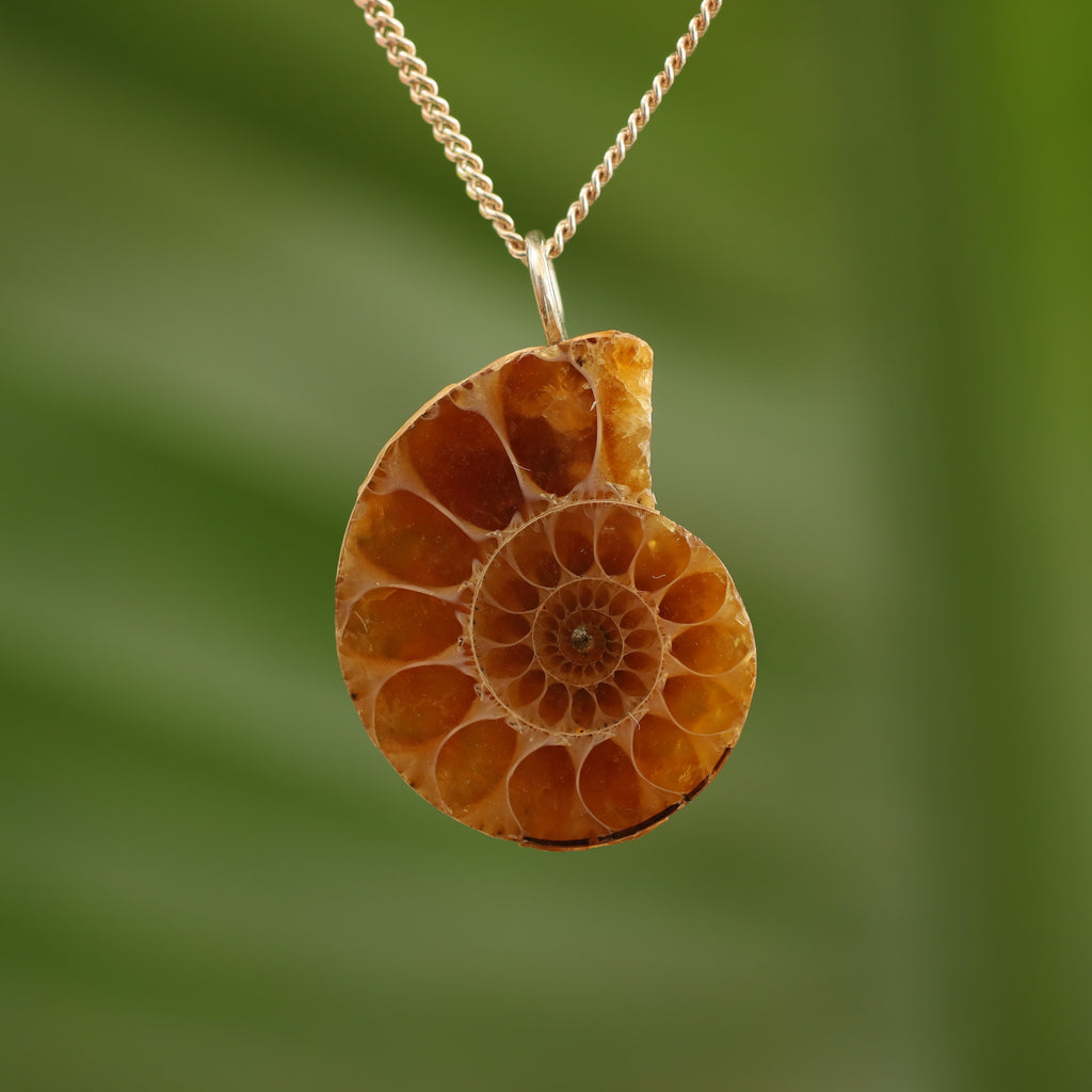 Ammoniet fossiel - Madagaskar