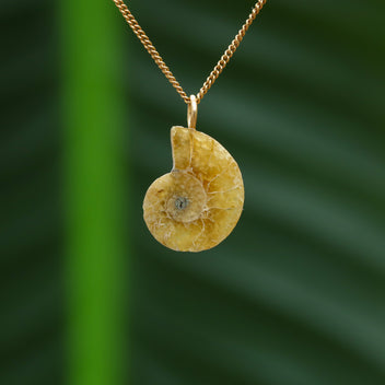 Ammoniet hanger