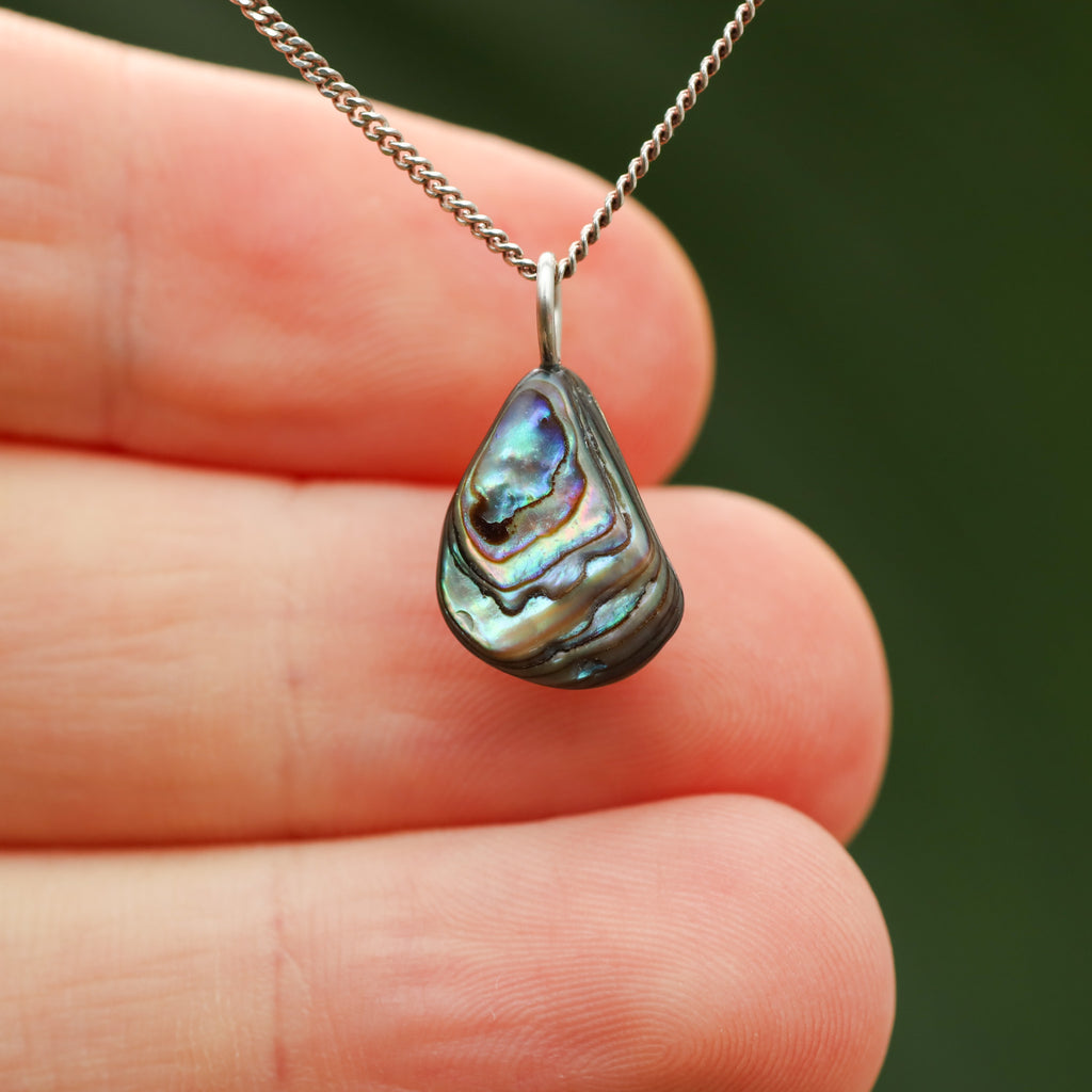 Paua Schelp - Nieuw zeeland