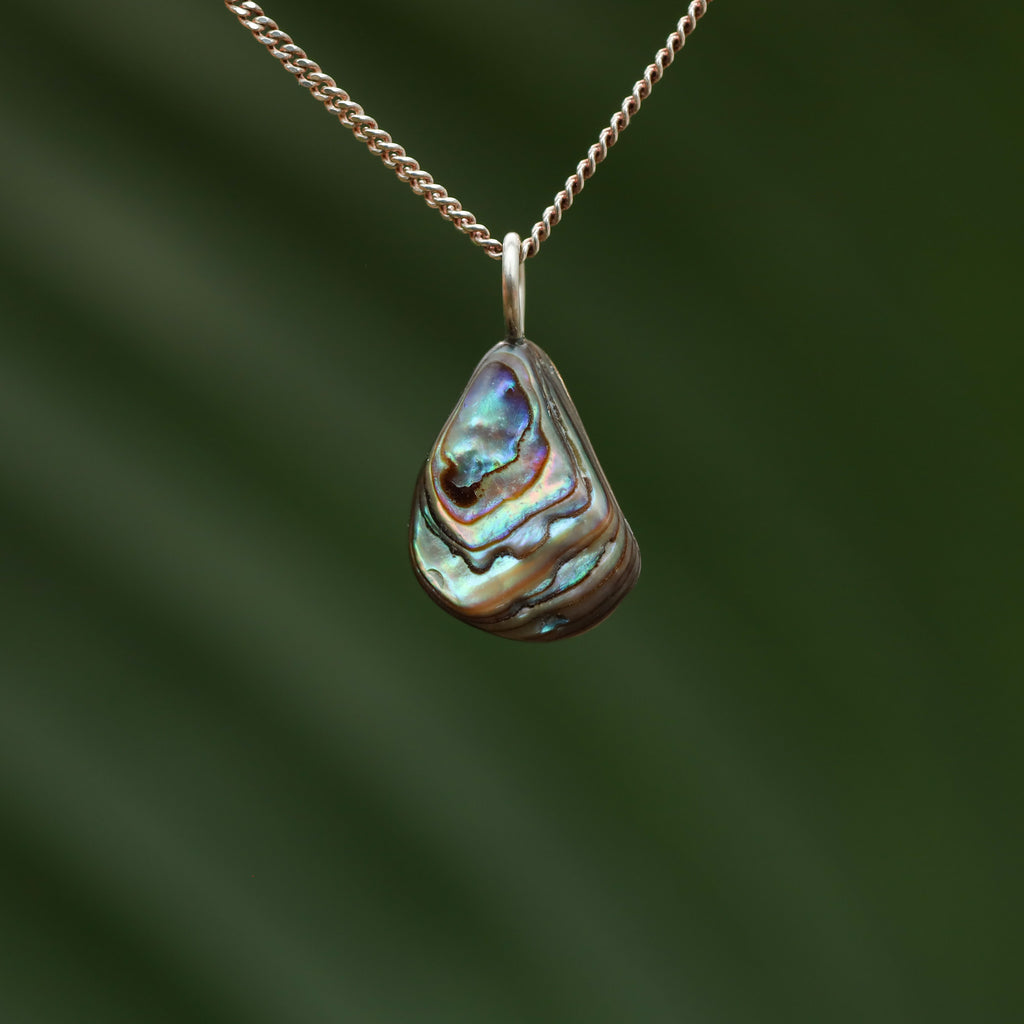 Paua Schelp - Nieuw zeeland