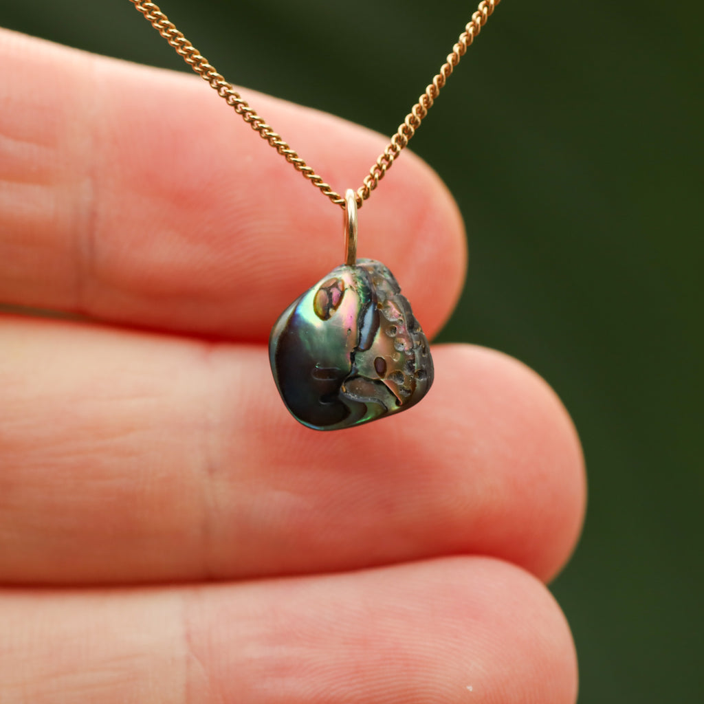 Paua Schelp - Nieuw zeeland