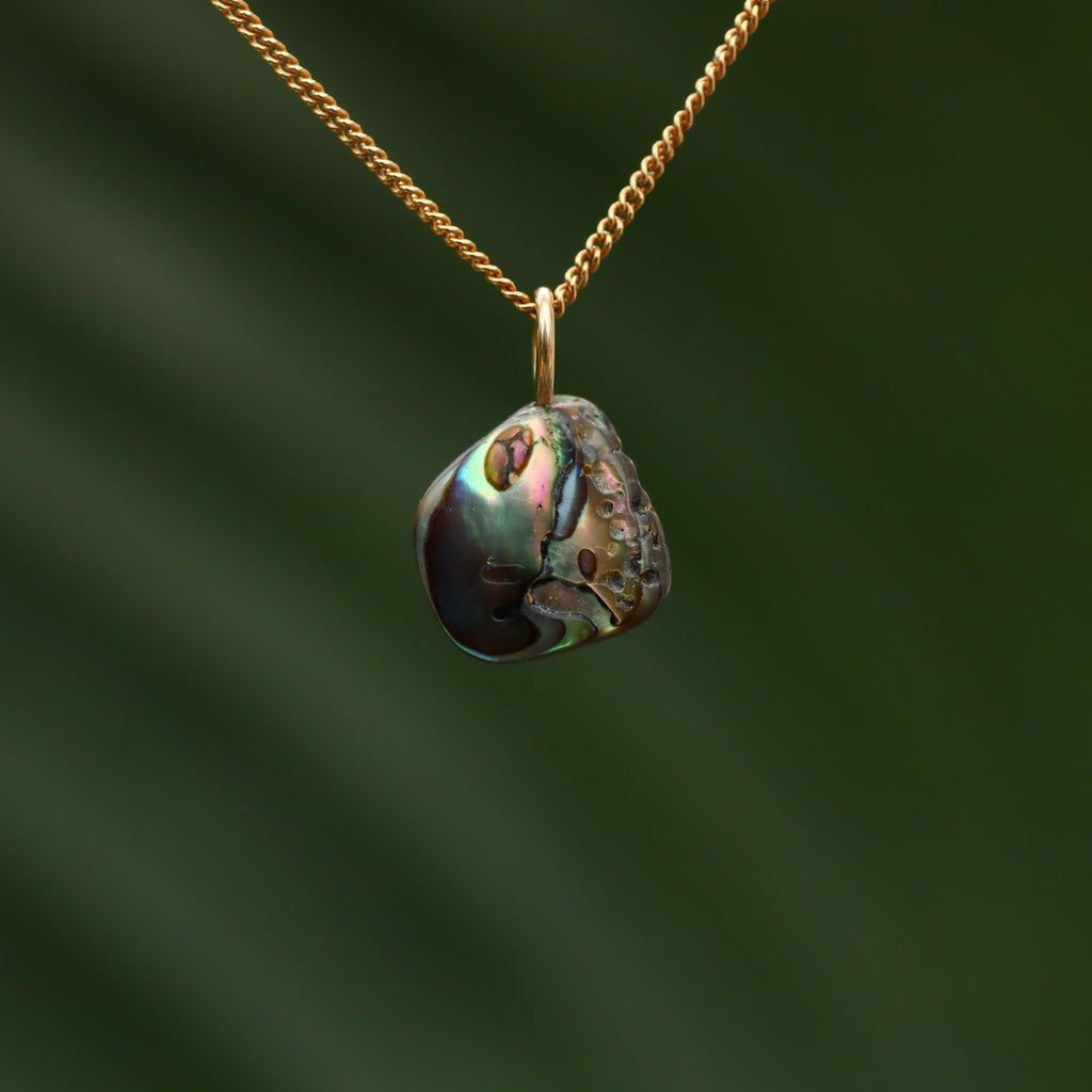 Paua Schelp - Nieuw zeeland