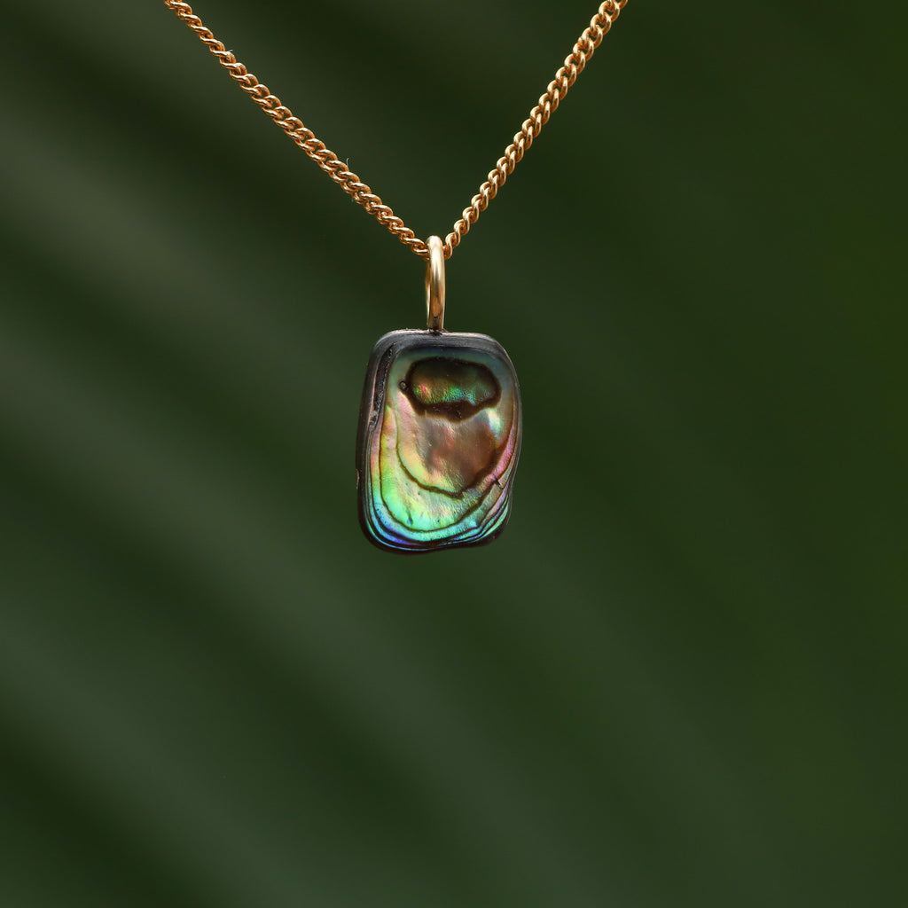 Paua Schelp - Nieuw zeeland