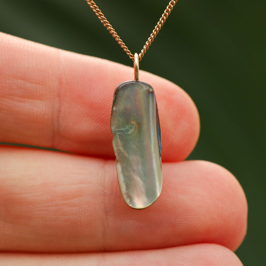 Paua Schelp - Nieuw zeeland