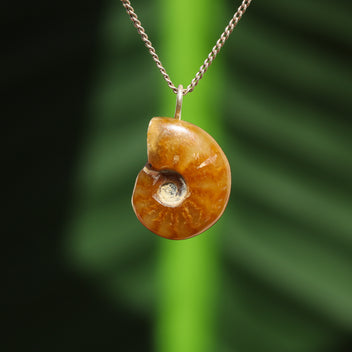 Ammonit Fossil - Madagaskar