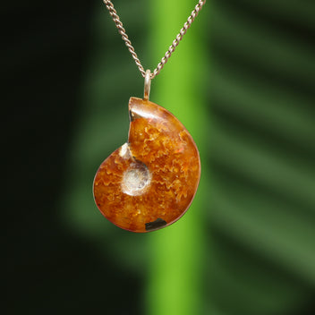 Ammonit Fossil - Madagaskar