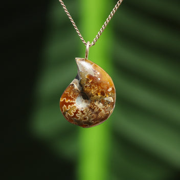 Ammonit Fossil - Madagaskar