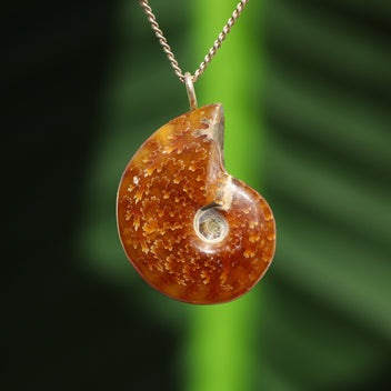 Ammonit Fossil - Madagaskar
