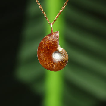 Ammonit Fossil - Madagaskar