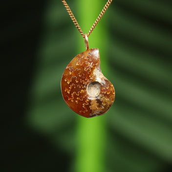 Ammonit Fossil - Madagaskar