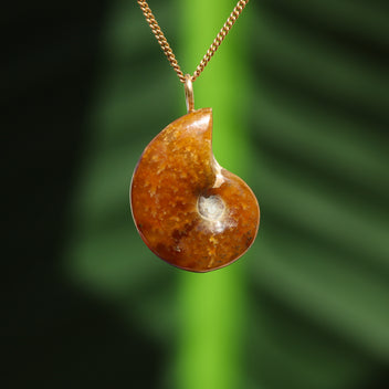 Ammonit Fossil - Madagaskar