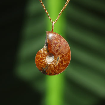 Ammonit Fossil - Madagaskar